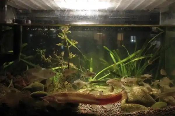 泥鳅吃什么食物，可以投喂蛆虫、蚯蚓等