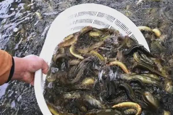 泥鳅吃什么食物，可以投喂蛆虫、蚯蚓等