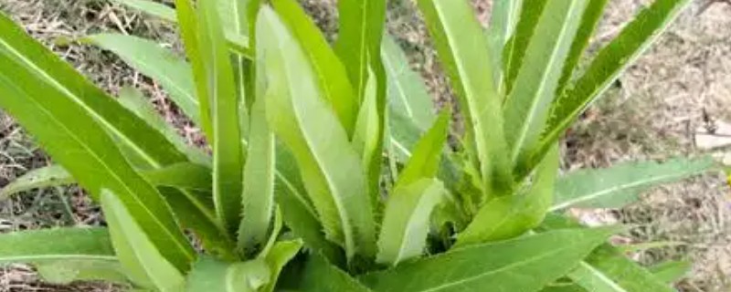 苣荬菜的养殖方法，可以在春季的3-4月份种植