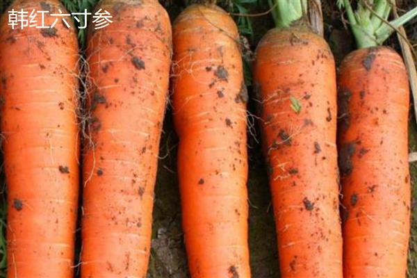 胡萝卜有什么好品种，韩红六寸参、日本岗红七寸参等品种具有良好的品质