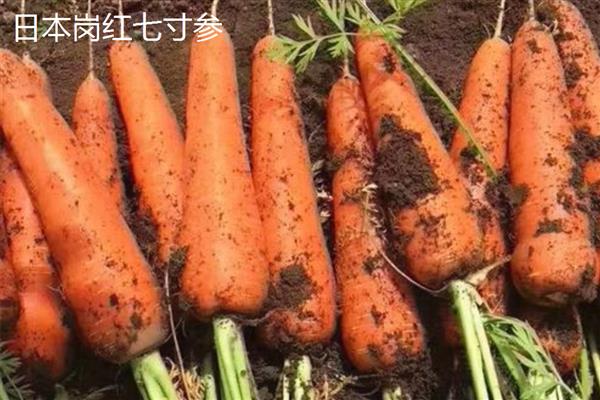 胡萝卜有什么好品种，韩红六寸参、日本岗红七寸参等品种具有良好的品质
