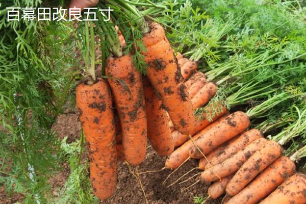 胡萝卜有什么好品种，韩红六寸参、日本岗红七寸参等品种具有良好的品质