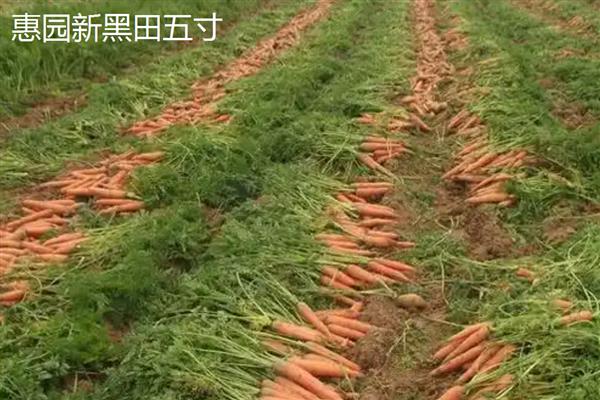 胡萝卜有什么好品种，韩红六寸参、日本岗红七寸参等品种具有良好的品质