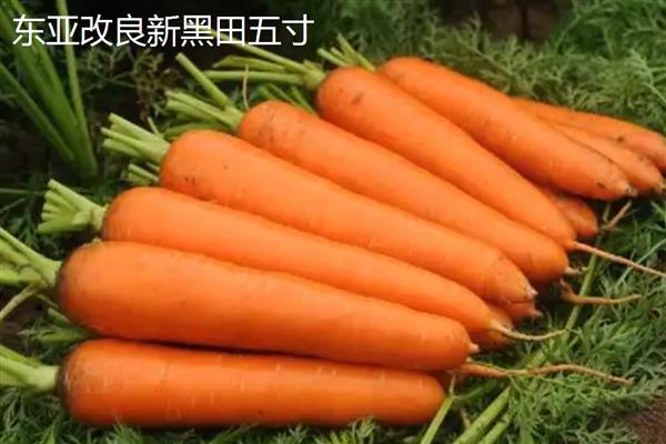 胡萝卜有什么好品种，韩红六寸参、日本岗红七寸参等品种具有良好的品质