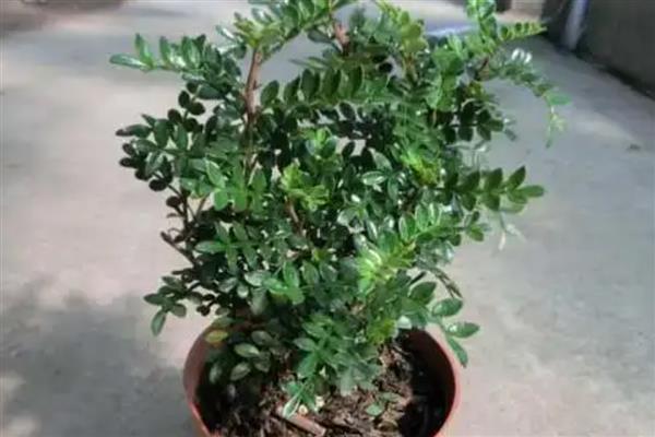 清香木的养殖方法，喜欢生长在湿润环境中