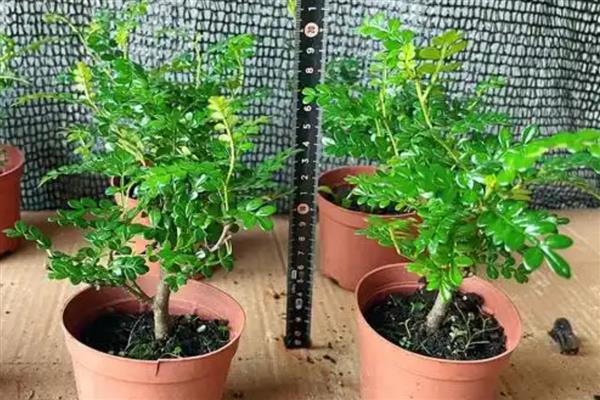 清香木的养殖方法，喜欢生长在湿润环境中
