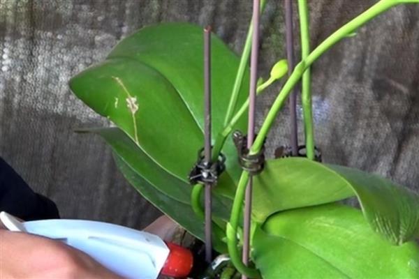 蝴蝶兰的浇水方法，在生长期不可缺水