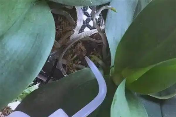 蝴蝶兰的浇水方法，在生长期不可缺水