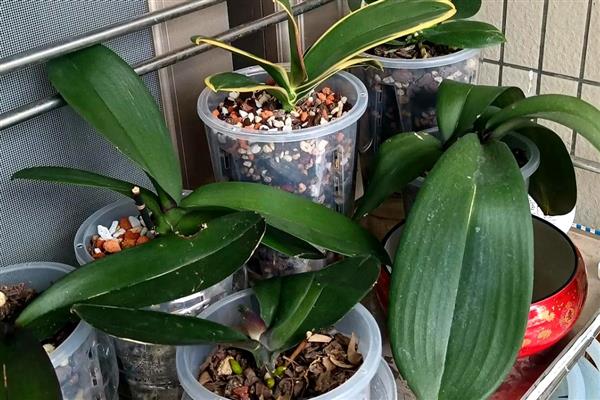 蝴蝶兰的浇水方法，在生长期不可缺水