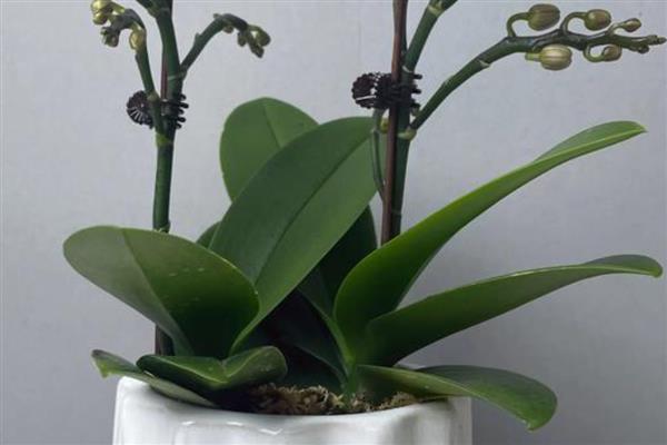 蝴蝶兰的浇水方法，在生长期不可缺水