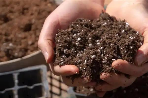 蓝莓树苗怎么养殖，消除顶端优势可促使它萌生健壮侧枝