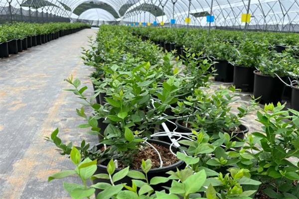 蓝莓树苗怎么养殖，消除顶端优势可促使它萌生健壮侧枝