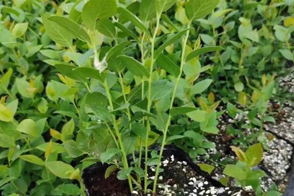 蓝莓树苗怎么养殖，消除顶端优势可促使它萌生健壮侧枝