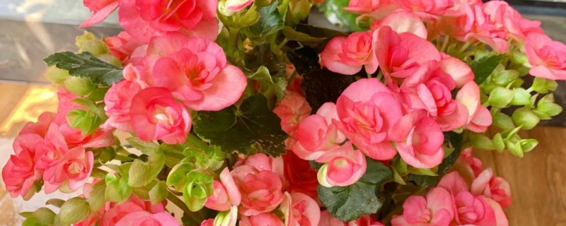 丽格海棠烂根如何处理，剪除腐烂部位经过消毒后再重栽