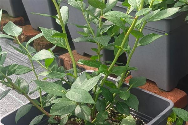 蓝莓树苗怎么养殖，消除顶端优势可促使它萌生健壮侧枝