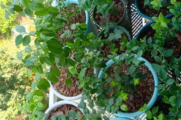 蓝莓树苗怎么养殖，消除顶端优势可促使它萌生健壮侧枝