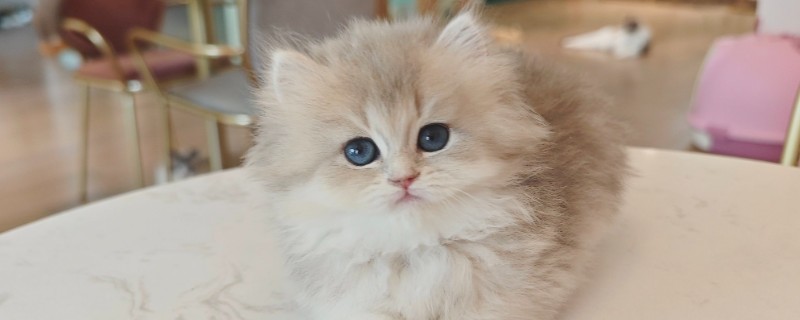猫鼻支炎是什么引起的，是因为疱疹病毒引起的