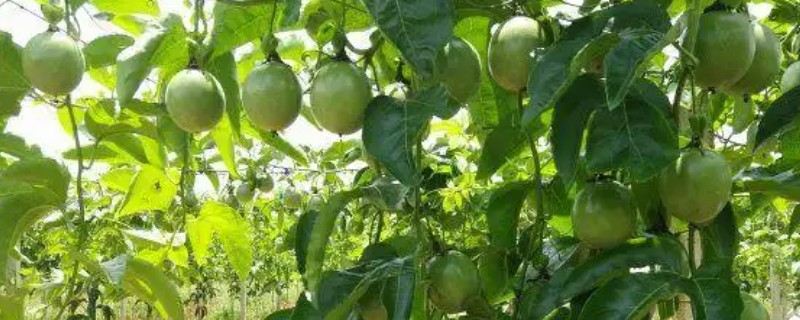 百香果的价格，价格为5-15元一斤
