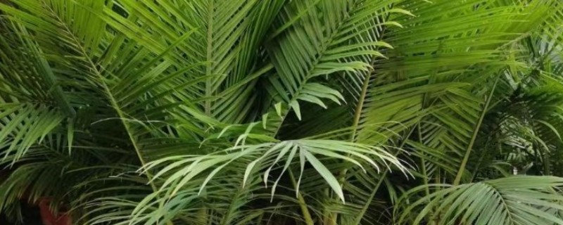 国王椰子与散尾葵的区别，外观和价值均不同