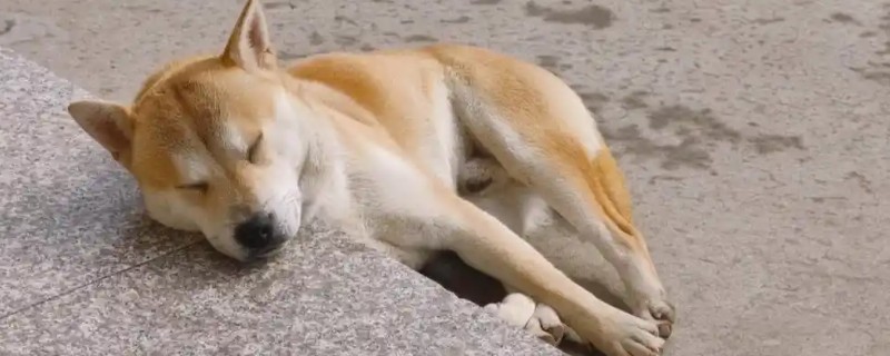 怎么引导狗狗大小便，吃完饭后定时带它到同一地点待命