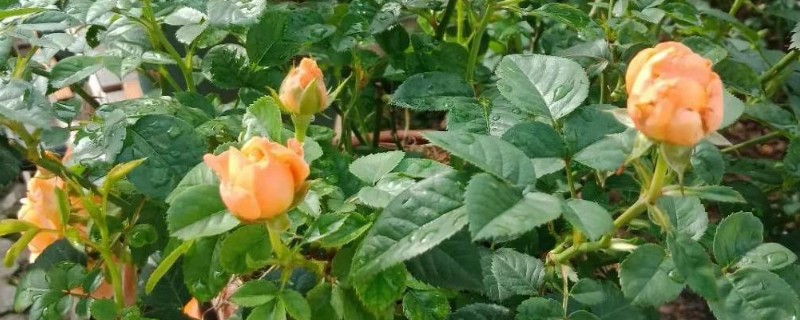 月季烂根如何起死回生，先将腐烂的根系剪掉