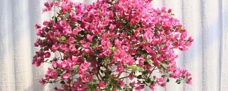 三角梅光杆会不会发芽，经过细心的养护可以发芽