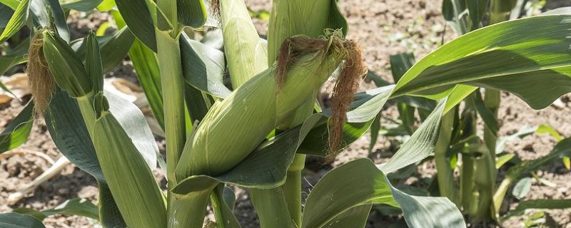 郑原玉z658玉米种的特征特性，株高为260厘米左右