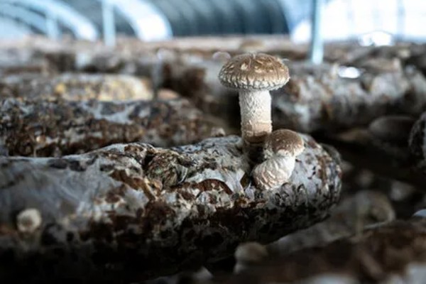 新型的香菇种植技术的优势，种植方式比较简单