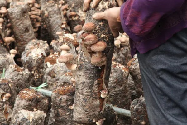 新型的香菇种植技术的优势，种植方式比较简单
