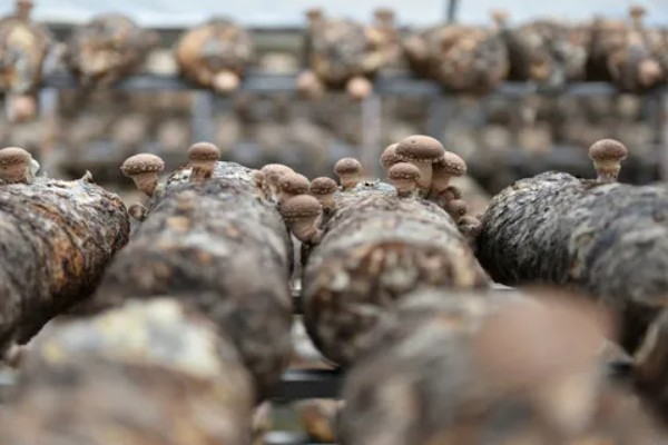 新型的香菇种植技术的优势，种植方式比较简单