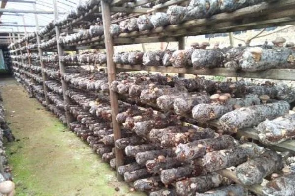 新型的香菇种植技术的优势，种植方式比较简单