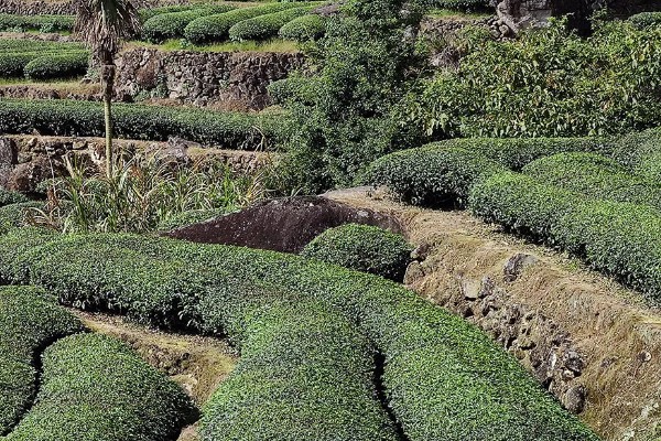 八仙茶是什么茶，属于乌龙茶