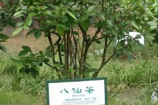 八仙茶是什么茶，属于乌龙茶