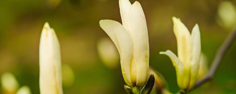 白兰花有什么作用，可用来观赏、制作精油、熏制花茶