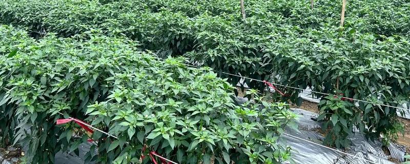 辣椒的生长周期介绍，分为发芽期、幼苗期、开花期等