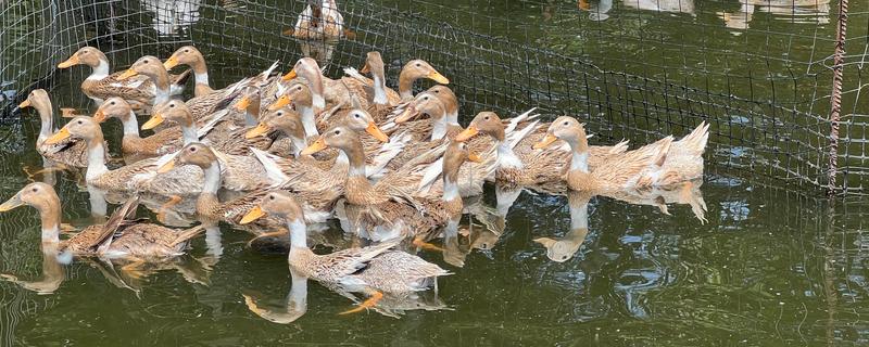 绍兴麻鸭的产地，起源于绍虞平原