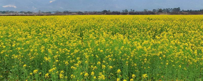 预防油菜冻害的方法，撒施草木灰有利于提高土温