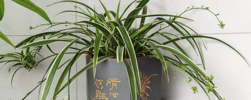 怎么养吊兰，通常采取宁干勿湿的方式浇水