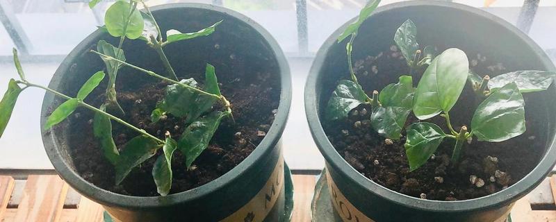 茉莉花的扦插方法，可在春夏秋季进行