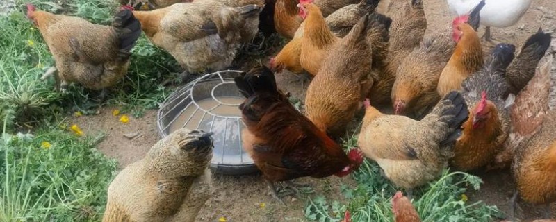 大蒜在养鸡中的作用，可杀菌消毒并提高产蛋量