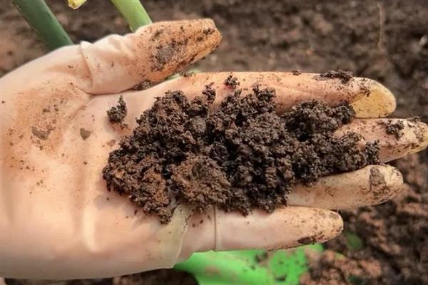 树状月季怎么种植，适宜的生长温度为22-26度