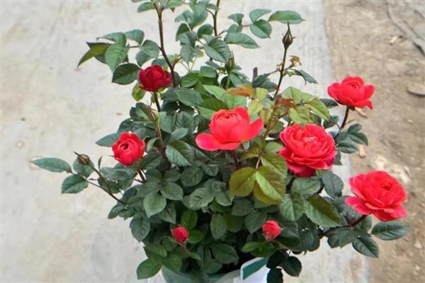 树状月季怎么种植，适宜的生长温度为22-26度