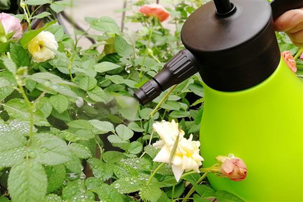 树状月季怎么种植，适宜的生长温度为22-26度