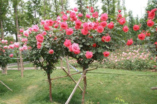 树状月季怎么种植，适宜的生长温度为22-26度