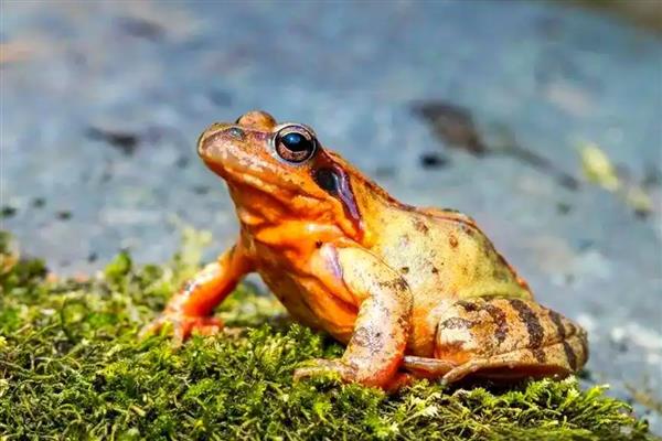 林蛙的外形特征，体长约为6.3cm