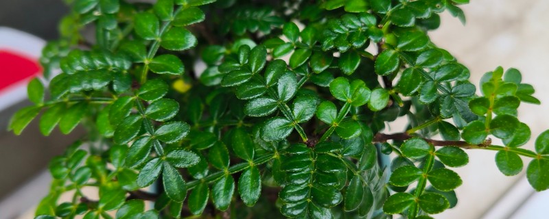 胡椒木叶子发黄掉落怎么处理,需增加光照