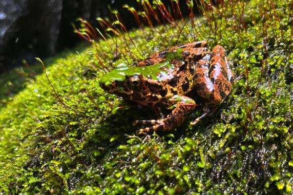 林蛙的外形特征，体长约为6.3cm