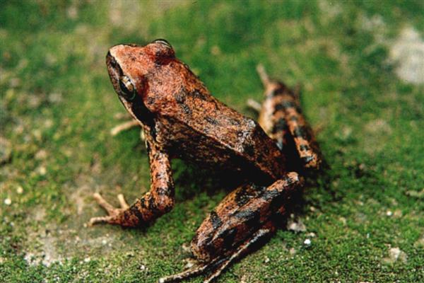 林蛙的外形特征，体长约为6.3cm