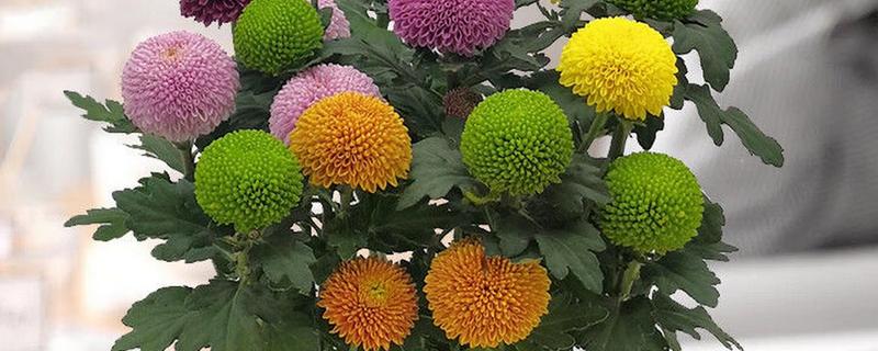 乒乓菊是一年生还是多年生植物，是多年生植物