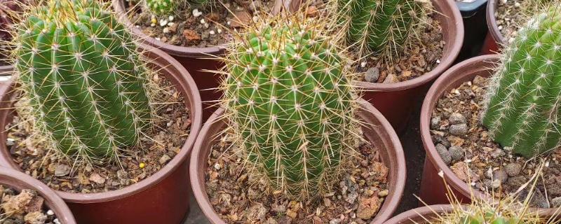 毛花柱最易开花的品种，有龙王丸、鸾凤玉等